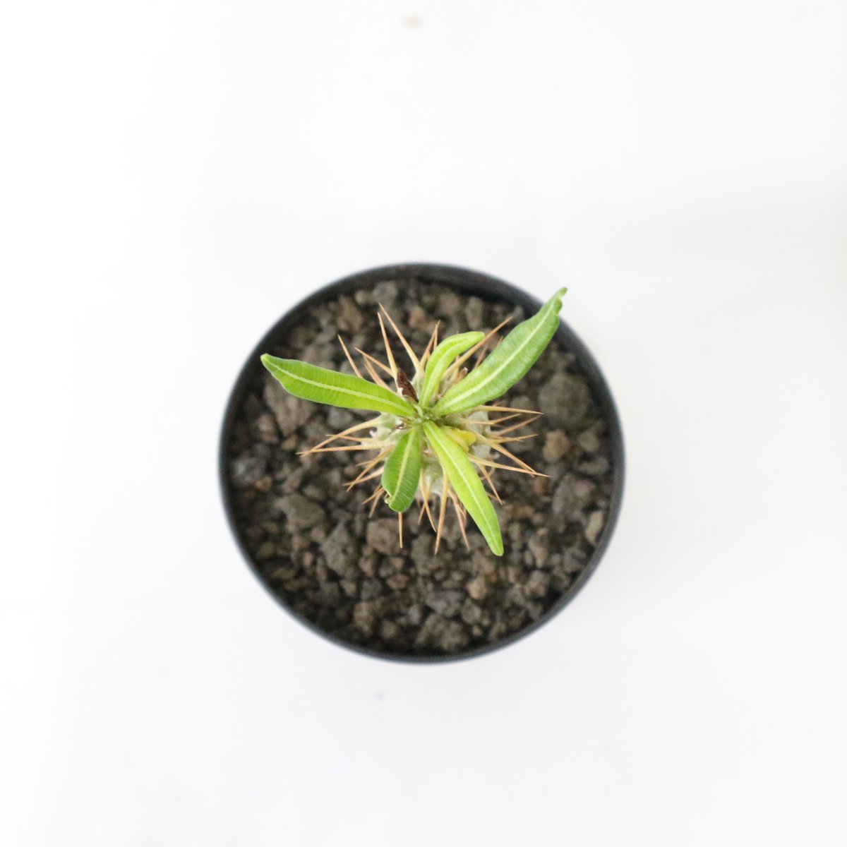 パキポディウム アンボンゲンセ 国内実生 | mana's farm:塊根植物