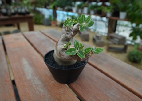 パキポディウム　エブレネウム　Pachypodium eburneum  No.1
