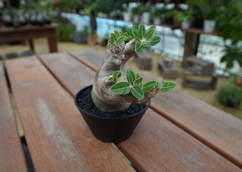 パキポディウム エブレネウム Pachypodium eburneum ① パキポディウム エブレネウム Pachypodium eburneum | mana's fa