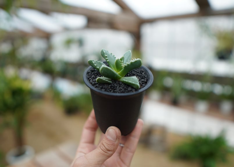 フォーカリア | mana's farm:塊根植物・アガベ・ドライガーデン