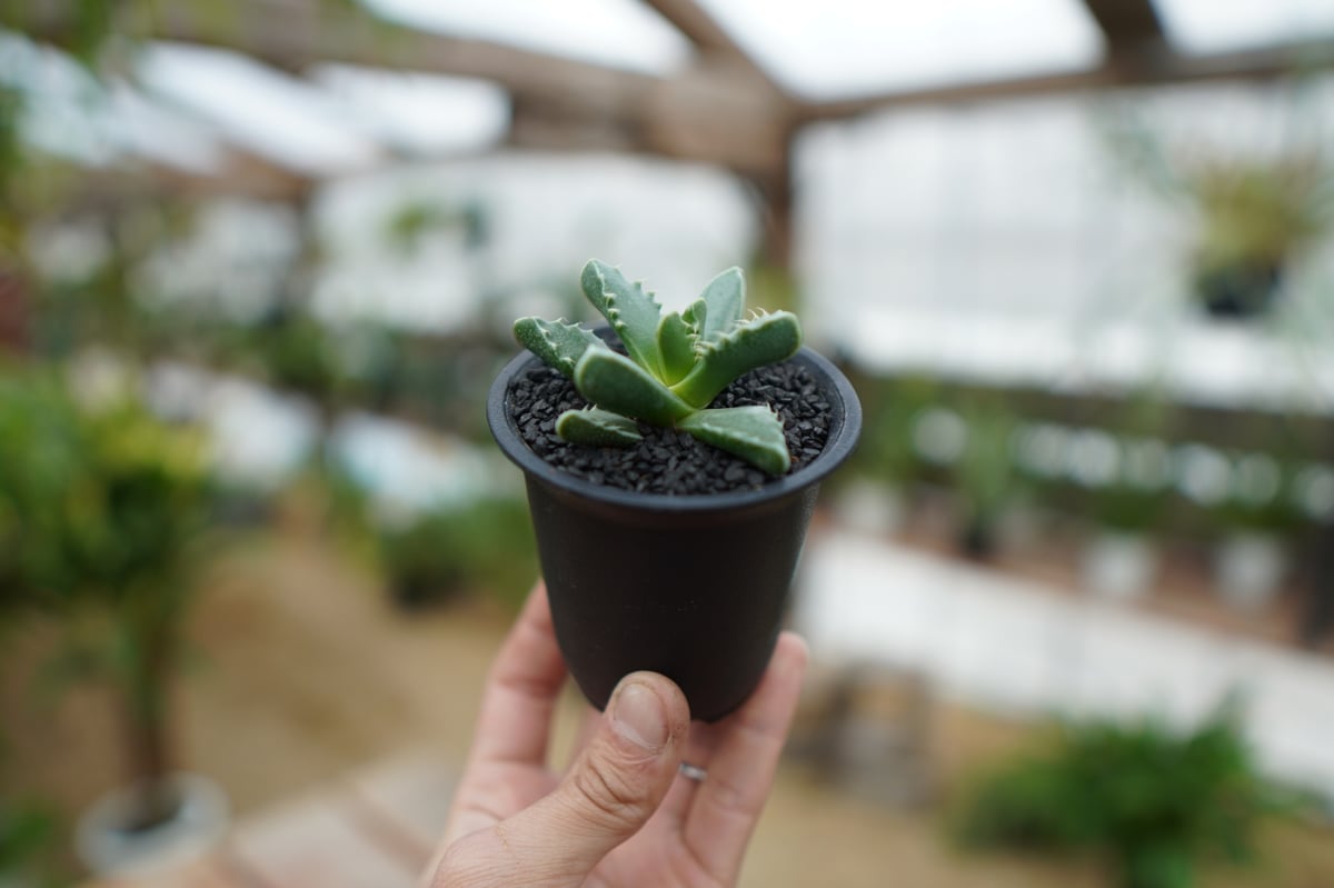 レア✨フォーカリア　鯨皮　抜き苗 レア✨フォーカリア 鯨皮 抜き苗