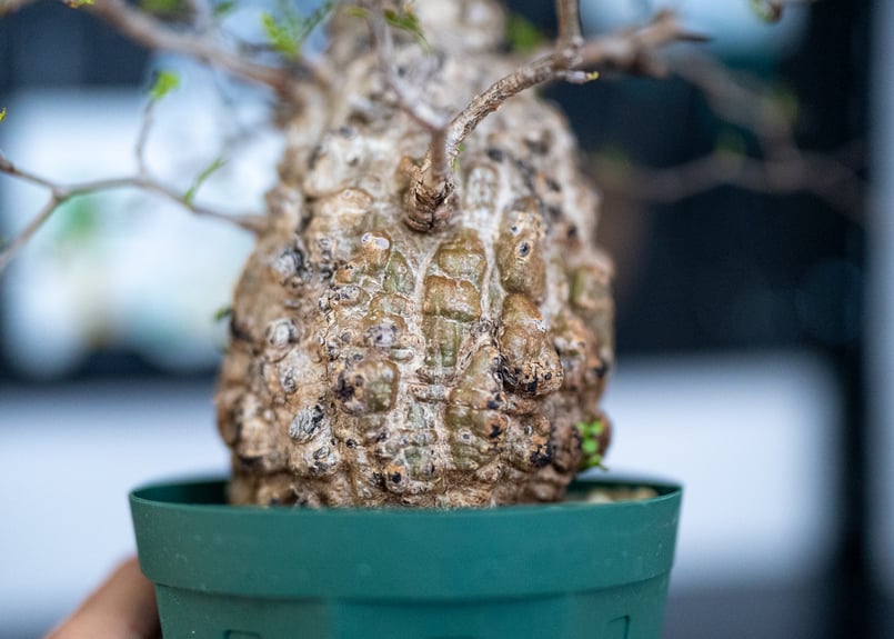 オペルクリカリア パキプス | mana 