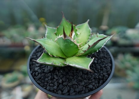 アガベ　チタノタ　Agave titanota　No.10