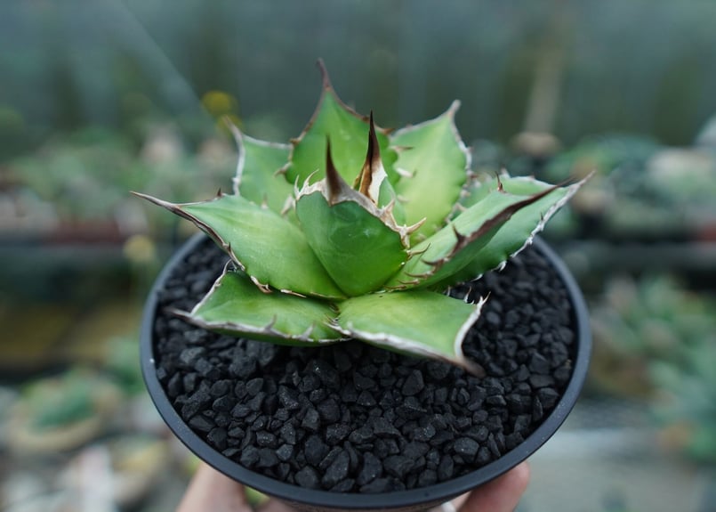 アガベ チタノタ Agave titanota No.10 | mana's farm:塊根植