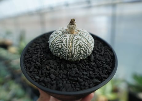 アストロフィツム　スーパー兜　Astrophytum asterias 'Superkabuto' No.3