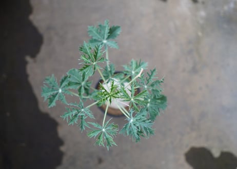 錦珊瑚 　《5》