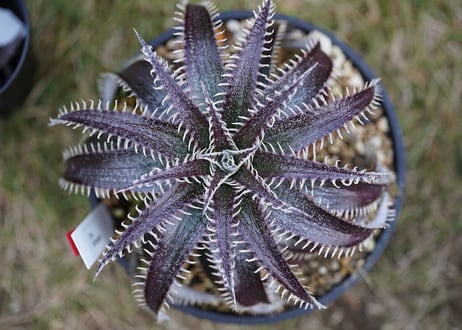 Dyckia bilbaker