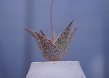 アロエ　ドリアンフレーク Aloe rauhii 'Dorian-flake'