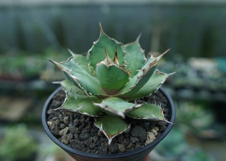 アガベ　チタノタ　FO-76　agave titanota  FO-76　No.3