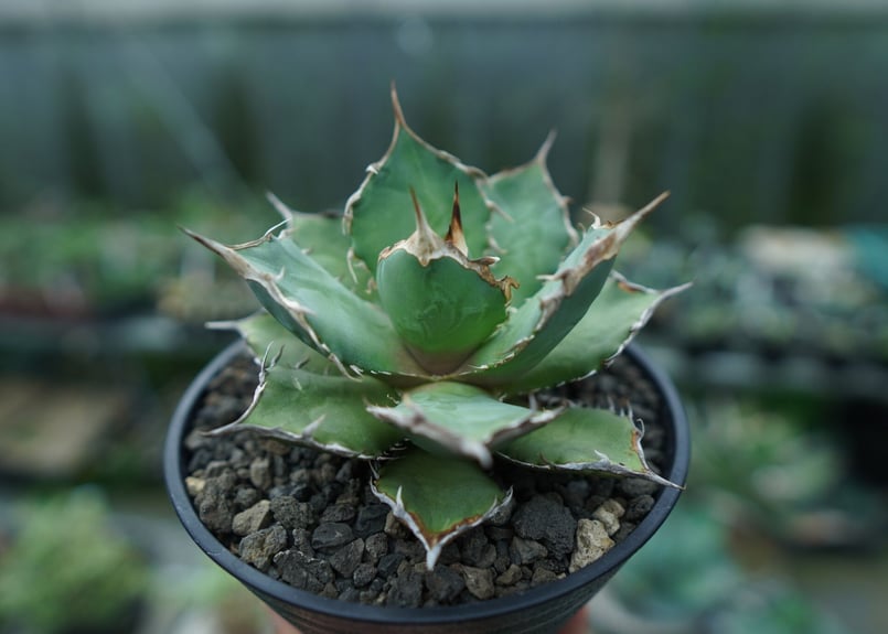超優秀株　Agave titanta FO-76 Compact低重心 趣 agave titanota fo-076 compacta G.G.小 | カトーエンゲー