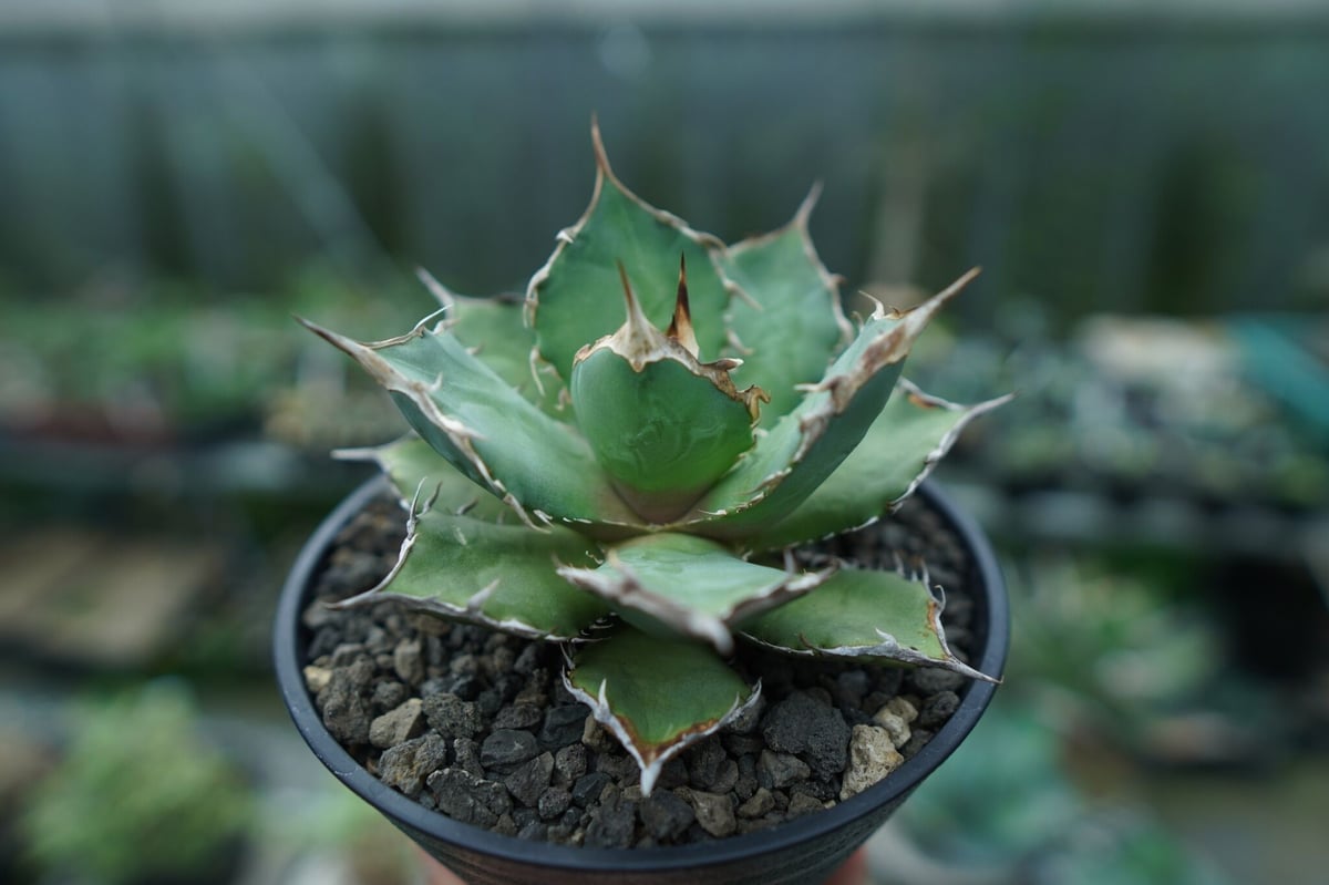 アガベ チタノタ 'Fo76 green' ツヤ緑葉 / 巌竜 アガベ チタノタ 