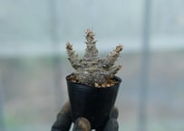 ブラヘア アルマータ brahea armata No.2 | mana's farm:塊根