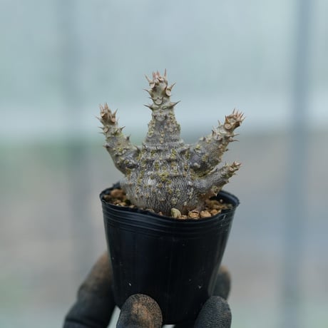 ウィンゾリー | STORES