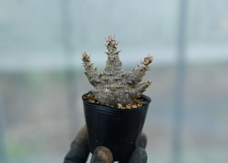 mana's farm:塊根植物・アガベ・ドライガーデン植物販売|マナズファーム