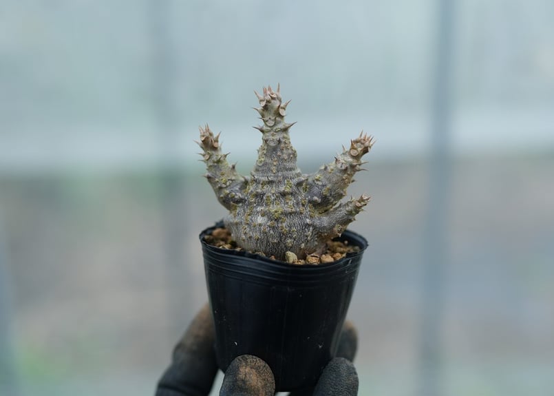 パキポディウム ウィンゾリー 沖縄実生 No.9 [2026/02/12] | mana's