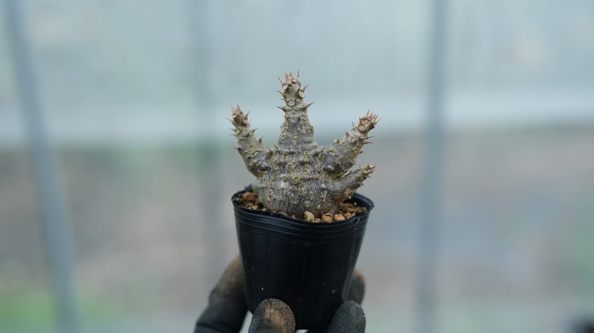 パキポディウム ウィンゾリー 沖縄実生 No.9 [2026/02/12] | mana's