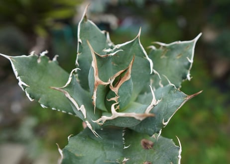 Agave titanota 白鯨 B NO.6