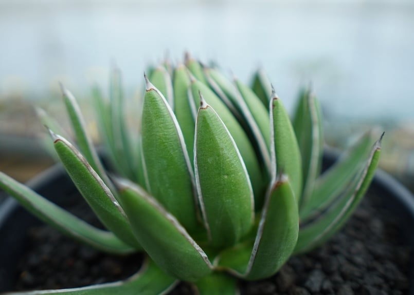 アガベ 雪嶺 Agave Formosa | mana's farm:塊根植物・アガベ・ドライ