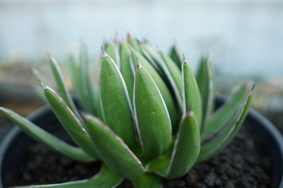 アガベ 雪嶺 fit=scale-down,w=1200