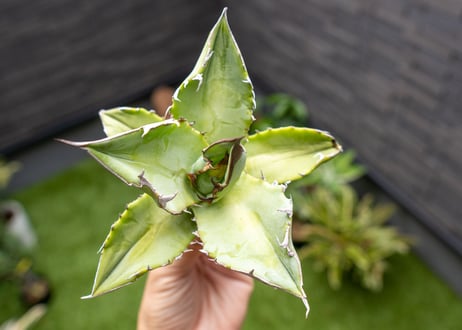 Agave Sowing seeds NO.8