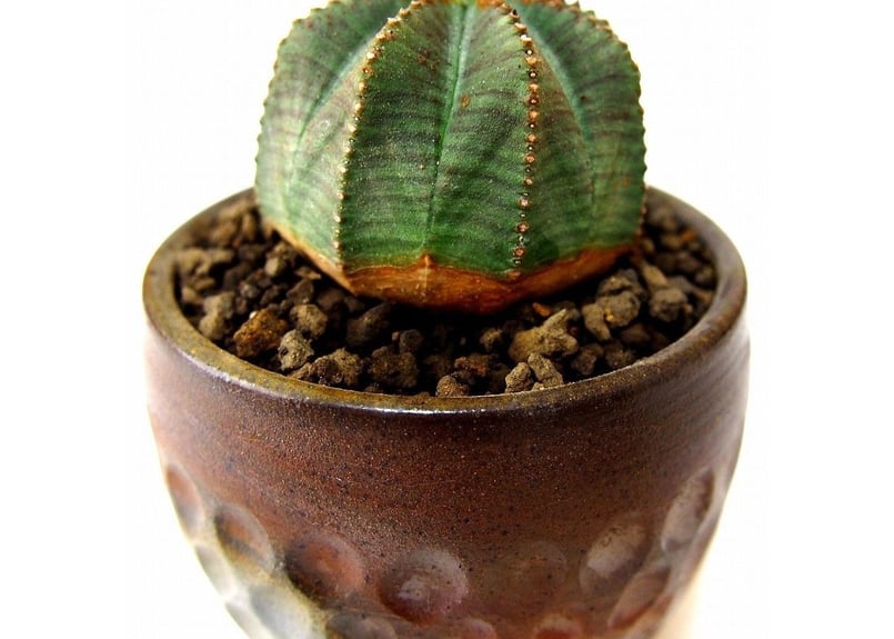 ユーフォルビア オベサ euphorbia Obesa | mana's farm:塊根植物・