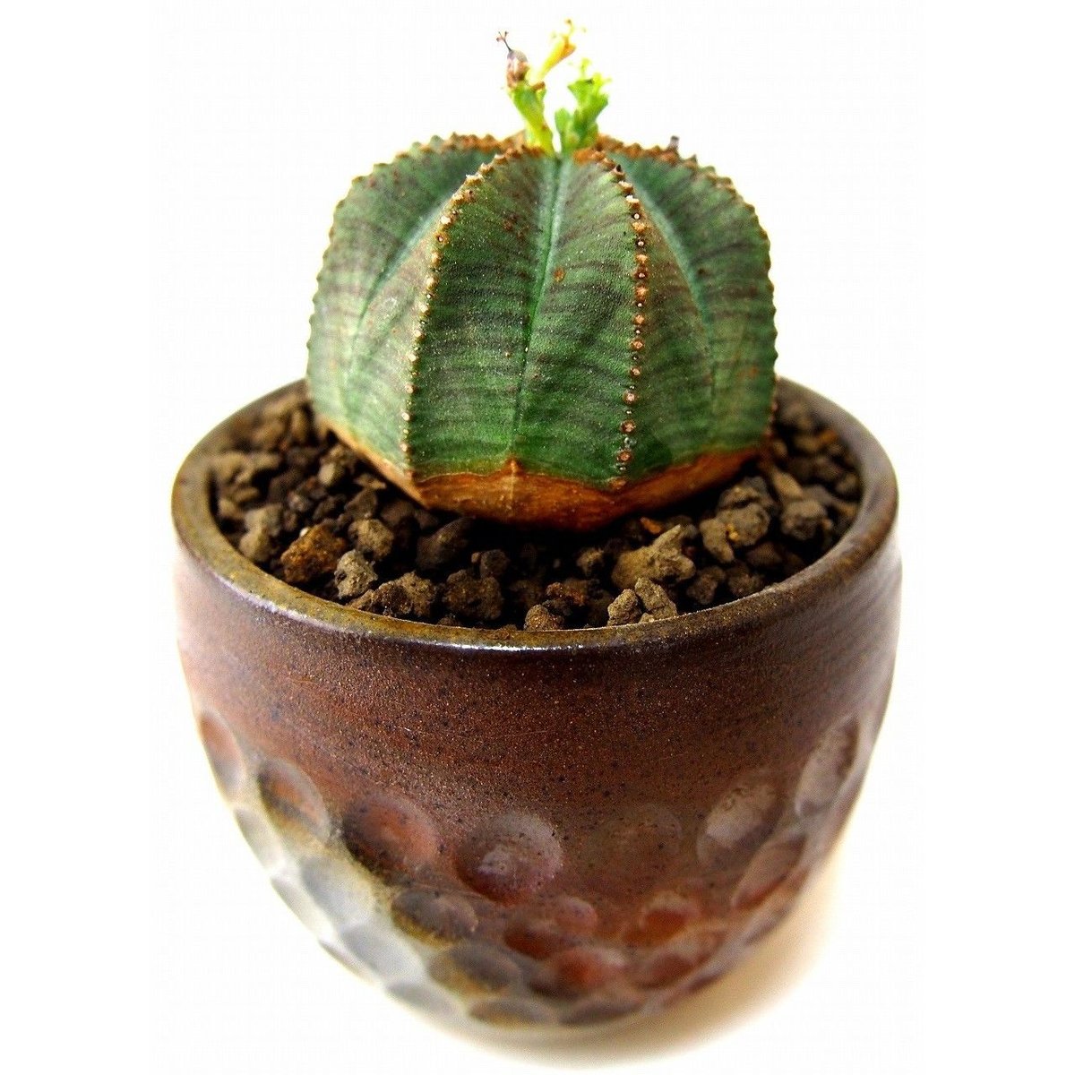 ユーフォルビア オベサ euphorbia Obesa | mana's farm:塊根植物・