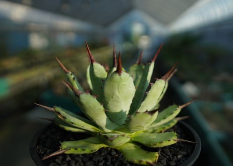 アガベ　マクロアカンサ×ポタトラム　 Agave macroacantha×potatorum