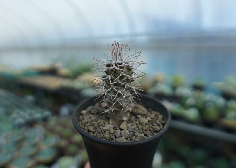 パキポディウム ゲアイ 亜阿相界 | mana's farm:塊根植物・アガベ