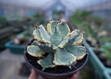 アガベ　兜蟹錦　連棘　Agave isthmensis “Kabutogani” variegata No.1