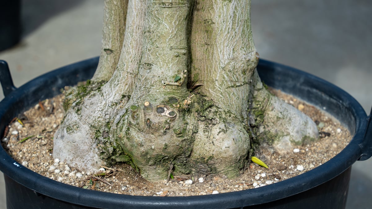 古木オリーブ NO.2 | mana's green:塊根植物販売|マナズグリーン 古木オリーブ NO.2 | mana's green:塊根植物販売|マナズグリーン
