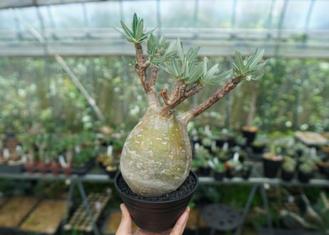 パキポディウム　グラキリス　 Pachypodium Gracilius  No.8