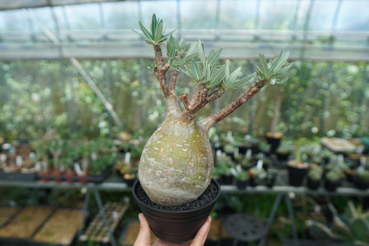 パキポディウム グラキリス Pachypodium Gracilius No.8 | ma