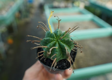 ユーフォルビア　スーパーバリダ　Euphorbia super valida  No.10