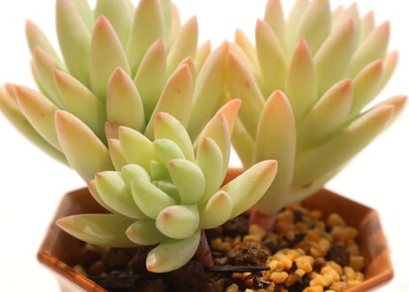 セデベリア　樹氷