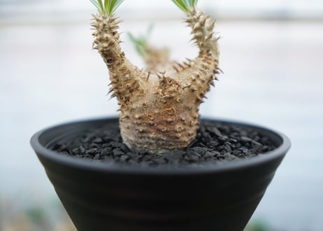 パキポディウム　デンシフローラム　Pachypodium densiflorum　No.2