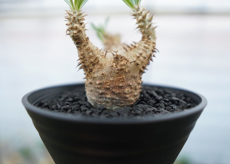 パキポディウム デンシフローラム Pachypodium densiflorum No.2 |