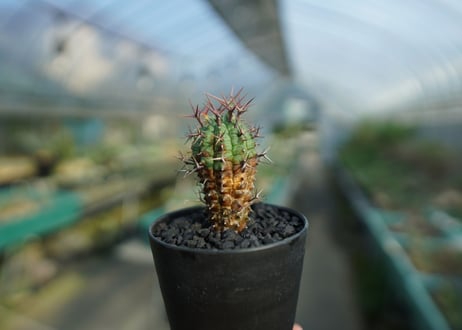 ユーフォルビア　群星冠　Euphorbia stellispina  No.1