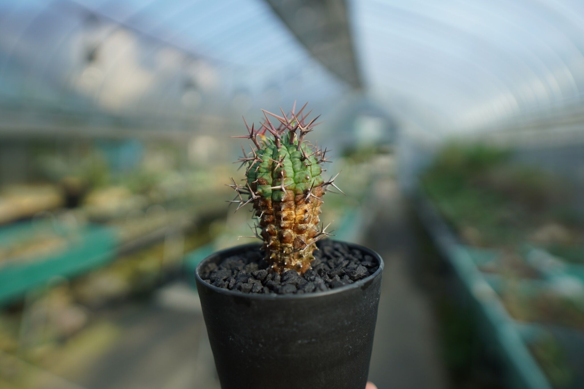 ユーフォルビア 群星冠 Euphorbia stellispina No.1 | mana'