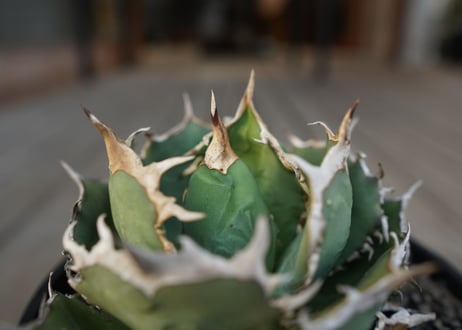 アガベ　チタノタ　FO-76　Agave titanota ”FO-76"　No.1