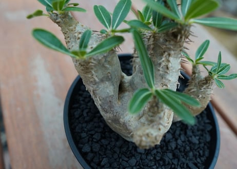 パキポディウム　デンシフローラム Pachypodium densiflorum   No.4