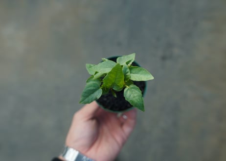 フィカス パルメリー Ficus palmeri