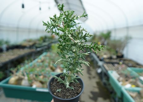 ユーフォルビア　ステノクラーダ錦　Euphorbia Stenoclada