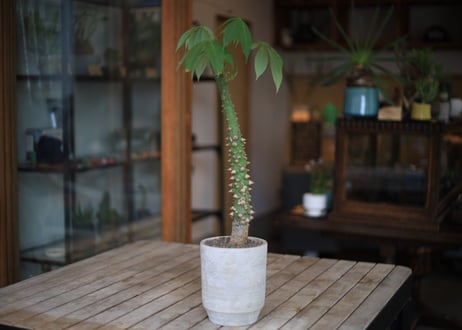 トックリキワタ　Ceiba speciosa