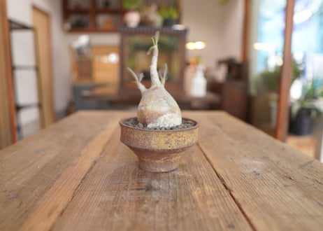 パキポディウム　グラキリス　 Pachypodium Gracilius