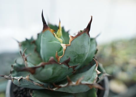 アガベ　チタノタ　 ブラックアンドブルー 　Agave titanota black and blue　NO.7