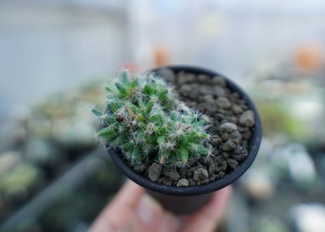 トリコディアデマ　デンサム（紫晃星）　Trichodiadema densum