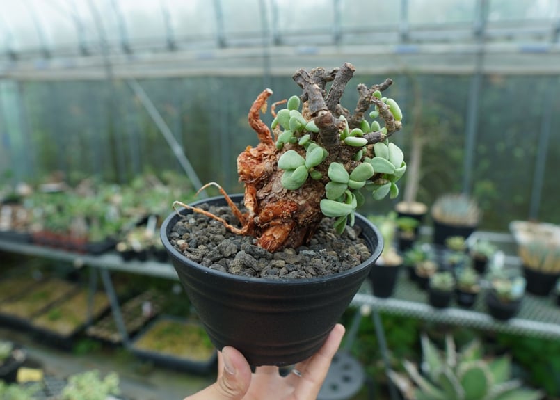 ケラリア ピグマエア Ceraria pygmaea No.3 | mana's farm:塊