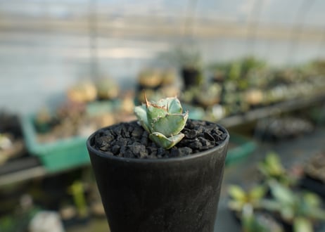 アガベ　チタノタ　ホワイトアイス 　agave titanota whiteice  No.2
