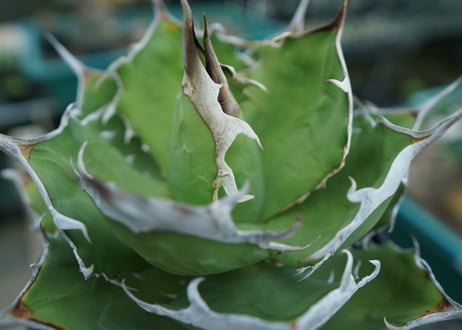 agave titanota 獅子光　Lion light　No.1