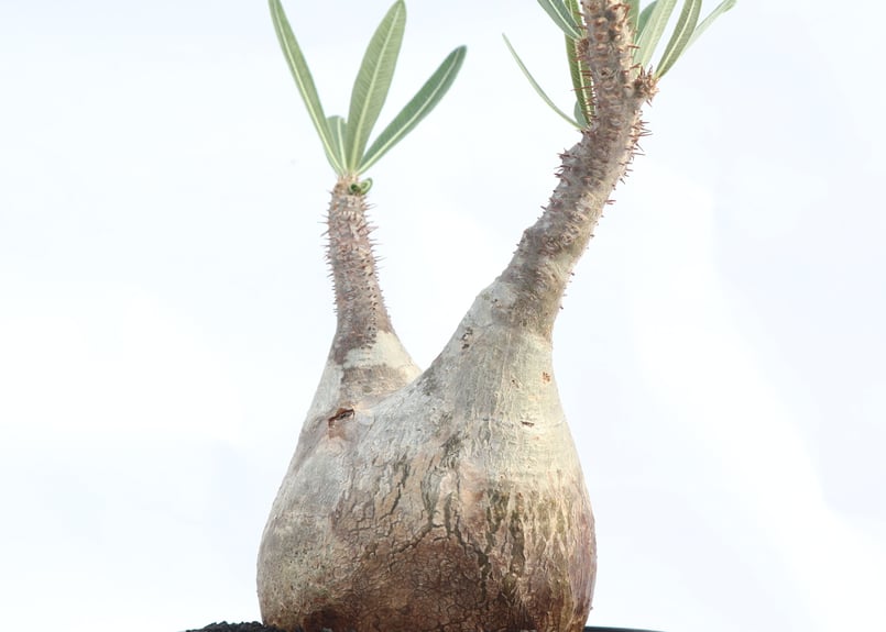 パキポディウム グラキリス no.21 | mana's farm:塊根植物・アガベ